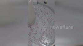 Antarctica: Penguin Poo Scares Krill Into Frantic Zigzag Escape