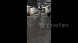 China: Two Big Dogs Collide Into A Heap