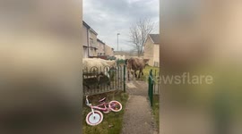 Woman opens door to find a herd of cows roaming through her housing estate