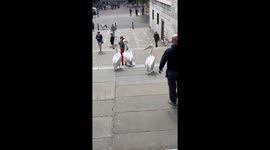 Pelicans’ bold strut to an ice cream van in the park