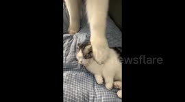 China: Big Dog Bullying A Kitten