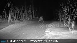Wolf Plays With Trail Camera