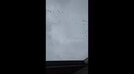 Flock Of Sandhill Cranes Fly Above Indiana Home