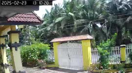 A very strong wind swept through the young trees in Vietnam.