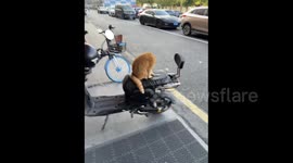 China: The Vigilant Orange Cat