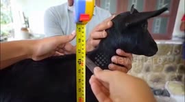 Kerala’s ‘Karumbi’ Crowned World’s Shortest Goat by Guinness World Records