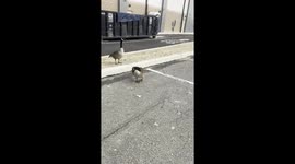 2 DUCKS IN A PARKING LOT