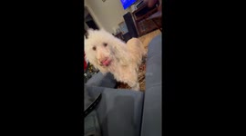 Funny standard poodle did not want to get haircut by groomers kept running away