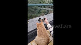 China: Get Your Selfie With This Cat