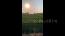 Dogs joyfully bounce through tall wheat field in wholesome clip