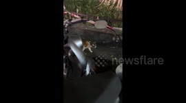 China: The Hello-Speaking Kitten