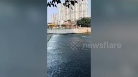 Mesmerising footage shows herons standing motionless in flowing lake