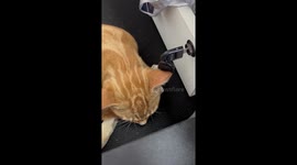 Tabby cat flicks a key with its ear like a metronome