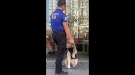 Thoughtful security guard holds hands to comfort scared dog