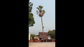 Bungling lumberjack fells 50ft palm tree... taking out nearby power lines