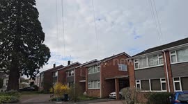 Suburban garden contains one of Britain's tallest trees