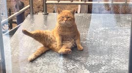 Cat sits with one foot up looking serious in Shandong, China