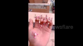 Man in China breeds orchid mantises that look just like blooming flowers