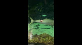 Fish with large chunk bitten out of it still swims around tank at SeaWorld San Diego (clean version)