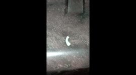 i want to know about this animal? what is this? its leech or not! please help me...