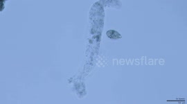 Amoeba Consuming a Single Celled Organism