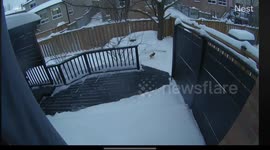 Hawk Atempts to Grab Dog From Backyard