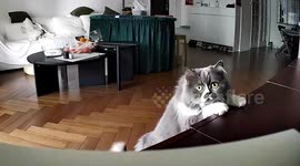 Hilarious moment 'terrified' cat freaks out over moving security camera