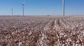 Flying over west Texas cotton fields among wind turbines during harvest season