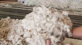 Freshly harvested cotton is handled by a worker before going through the cleaning process at a cotton gin