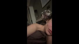 Dog Licks His Chops At Start Of Day