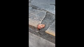 Ants Work To Move Food Closer To Canyon Abyss