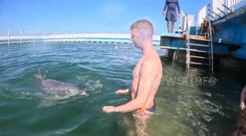 Dolphin Comes In For A Hug