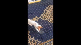 Kitten's gentle bubble playtime will steal your hearts