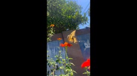 Beautiful large Monarch Butterly pollinating on flowers