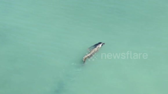Drone video shows a man killed by a crocodile in the waters of Palu Bay, Indonesia