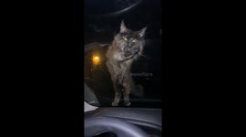 Cat paws at windscreen trying to get in car in Kungälv, Sweden