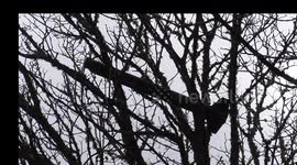 Missile falls from aircraft in RAF St Mawgan fight path. Finned object lodged in a tree. Tregaswith, St Columb Major cornwall UK