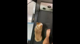 Puppy joins owner for a walk on the treadmill