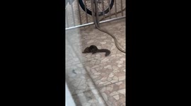 Squirrel seen scratching its belly on a piece of wood