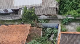 Cutting and felling trees in the background of an abandoned house