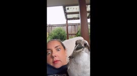 kookaburra decided to sit on humans lap