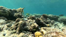 UK: Cuttlefish Use Moving Skin Patterns to Mesmerize Prey, Study Reveals