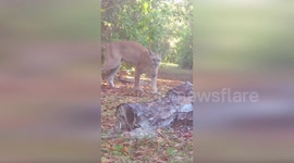 US: Panther Scratches Reveal Big Cat Behavior in Florida