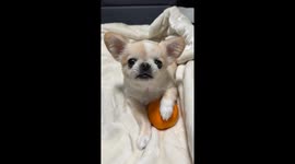 Puppy Squeaks While Protecting Orange