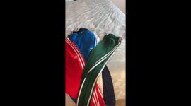 Pig Doesn't Like Blue Pants