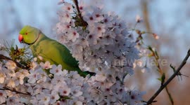 Parakeets strip cherry tree blossom in St james's Park