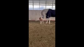 Newborn mini horse Aoi defies odds, gallops at seven days old in Yamagata, Japan