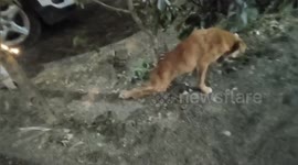 A social organization got the necessary treatment for a dog's broken both legs in a road accident in Shahdol Madhya Pradesh