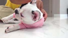 Woman spends life savings 'to clone beloved dog and bring it back to life'