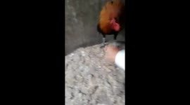 The rooster moves according to the man's hand gestures